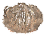 Dried bush