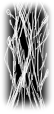 Sandvine