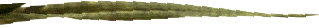 Grabber plant